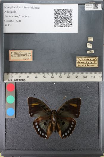 Media type: image;   Entomology 142762